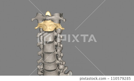 The Axis (C2 vertebra) also known as epistropheus forms the pivot upon which the first cervical vertebra (the Atlas) 110579285