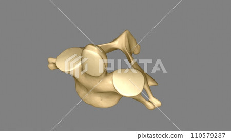The Axis (C2 vertebra) also known as epistropheus forms the pivot upon which the first cervical vertebra (the Atlas) 110579287