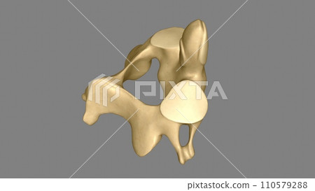 The Axis (C2 vertebra) also known as epistropheus forms the pivot upon which the first cervical vertebra (the Atlas) 110579288