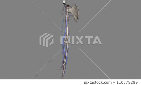 The basilic vein is a large superficial vein of the upper limb that helps drain parts of the hand and forearm 110579289