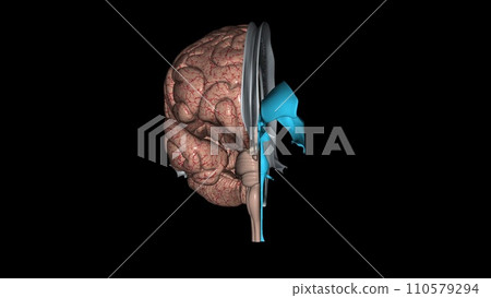 The brain comprises four lobes, each associated with different functions 110579294