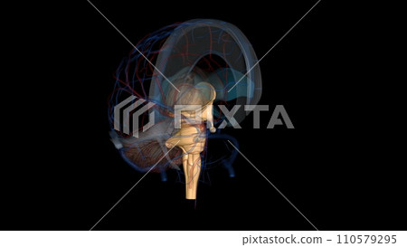 The brainstem is the structure that connects the cerebrum of the brain to the spinal cord and cerebellum 110579295
