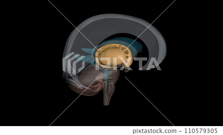 The forebrain structures include the caudate nucleus, the putamen, the nucleus accumbens and the globus pallidus The forebrain structures include the caudate nucleus, the putamen, the nucleus accumbens and the globus pallidus 110579305