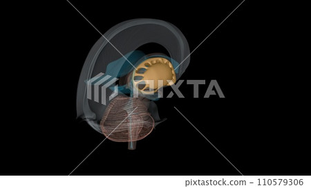 The forebrain structures include the caudate nucleus, the putamen, the nucleus accumbens and the globus pallidus The forebrain structures include the caudate nucleus, the putamen, the nucleus accumbens and the globus pallidus 110579306