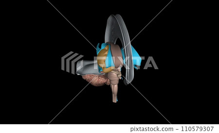 The forebrain structures include the caudate nucleus, the putamen, the nucleus accumbens and the globus pallidus 110579307