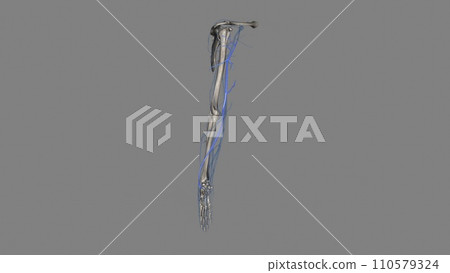 The cephalic vein is a superficial vein of the upper limb and it's one of the two main veins of the arm. The cephalic vein is a superficial vein of the upper limb and it's one of the two main veins of the arm. 110579324