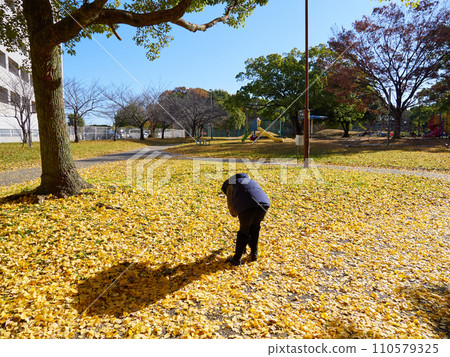 Senior woman walking with fallen ginkgo leaves in autumn park Senior woman walking with fallen ginkgo leaves in autumn park 110579325