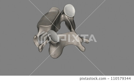 The C3 vertebra is a bone of the cervical spine found in the neck around the chin and hyoid bone The C3 vertebra is a bone of the cervical spine found in the neck around the chin and hyoid bone 110579344