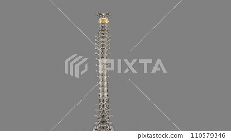 The C3 vertebra is a bone of the cervical spine found in the neck around the chin and hyoid bone The C3 vertebra is a bone of the cervical spine found in the neck around the chin and hyoid bone 110579346