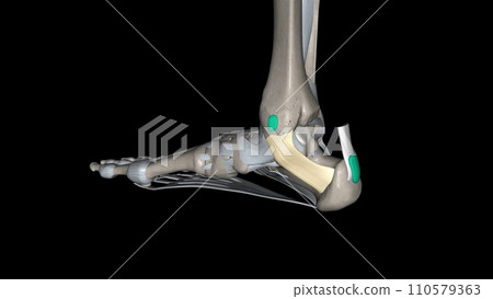 The flexor retinaculum of the foot extends from the medial malleolus above, to the calcaneus below The flexor retinaculum of the foot extends from the medial malleolus above, to the calcaneus below 110579363