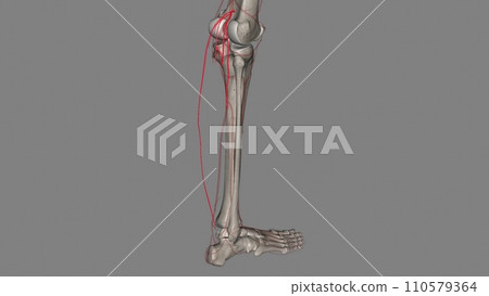 The sural arteries (inferior muscular arteries) are two large branches, lateral and medial, The sural arteries (inferior muscular arteries) are two large branches, lateral and medial, 110579364