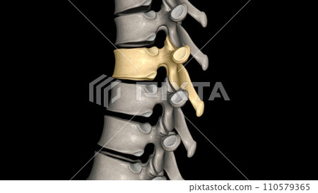 Twelve vertebrae are located in the thoracic spine and are numbered T-1 to T-12 T6 110579365