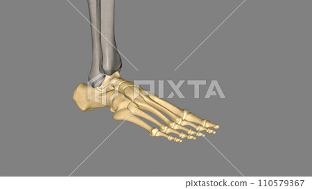 The human foot is a strong and complex mechanical structure containing 26 bones, 33 joints 110579367