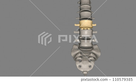 The L3 vertebra is in the middle of the five (5) lumbar vertebrae in the lower back portion of the spinal column 110579385