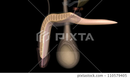 The corpus cavernosum is the erectile tissue of your penis The corpus cavernosum is the erectile tissue of your penis 110579405