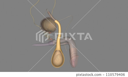 External spermatic fascia: Arises from the aponeurosis of the external oblique muscle 110579406