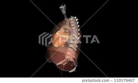 The heart is a muscular organ in most animals. This organ pumps blood through the blood vessels of the circulatory system The heart is a muscular organ in most animals. This organ pumps blood through the blood vessels of the circulatory system 110579407