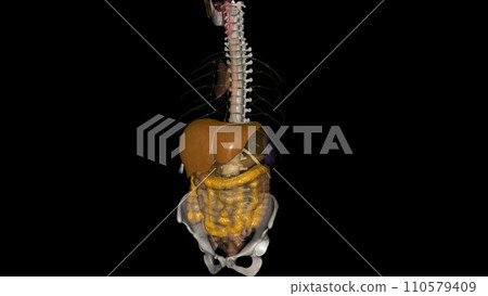The liver is an organ about the size of a football The liver is an organ about the size of a football 110579409