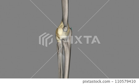 Joint capsule of the elbow joint Joint capsule of the elbow joint 110579410