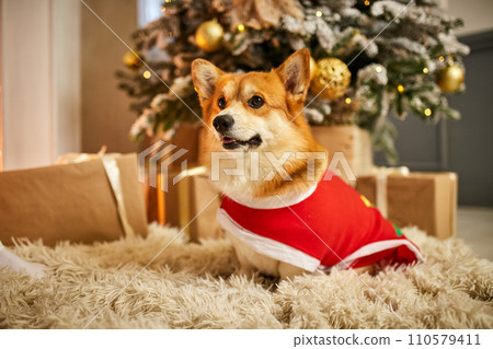 Adorable welsh corgi dog sitting on soft carpet and looking up near decorated Christmas tree Adorable welsh corgi dog sitting on soft carpet and looking up near decorated Christmas tree 110579411