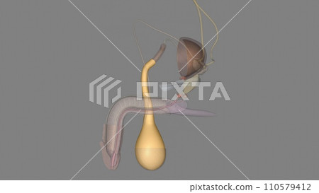 External spermatic fascia: Arises from the aponeurosis of the external oblique muscle External spermatic fascia: Arises from the aponeurosis of the external oblique muscle 110579412