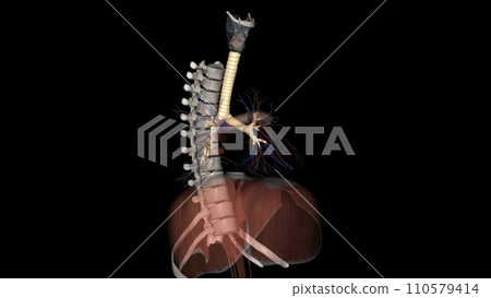 Trachea, in vertebrates and invertebrates, a tube or system of tubes that carries air Trachea, in vertebrates and invertebrates, a tube or system of tubes that carries air 110579414