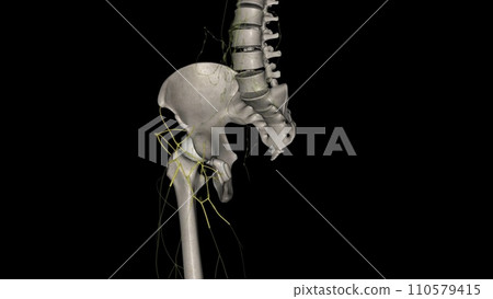 Components of the lymphatic system include lymph, lymphatic vessels and plexuses, lymph nodes, lymphatic cells Components of the lymphatic system include lymph, lymphatic vessels and plexuses, lymph nodes, lymphatic cells 110579415