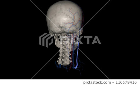 The external jugular is a large vein used in prehospital medicine for venous access 110579416
