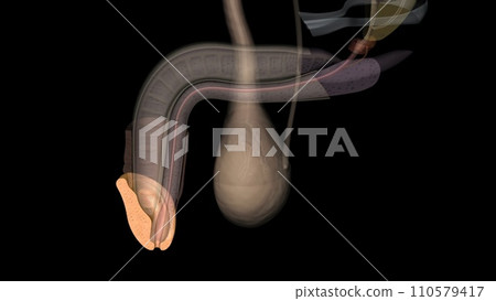 In male human anatomy, the glans penis, commonly referred to as the glans is the bulbous structure at the distal In male human anatomy, the glans penis, commonly referred to as the glans is the bulbous structure at the distal 110579417