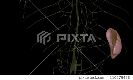 spleen is a small organ that sits inside your left rib cage, just above your stomach 110579428