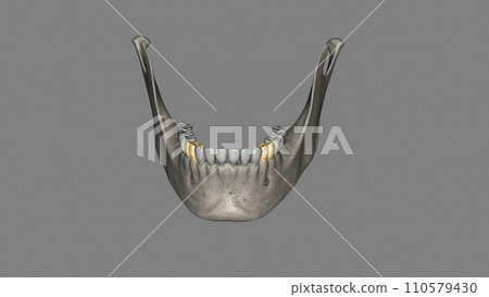 The mandibular first premolar is the tooth located laterally from both the mandibular canines 110579430
