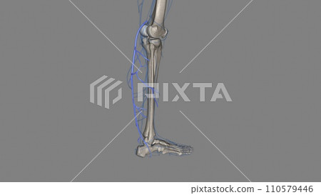 The Small Saphenous Vein (SSV) is a superficial vein of the posterior leg The Small Saphenous Vein (SSV) is a superficial vein of the posterior leg 110579446