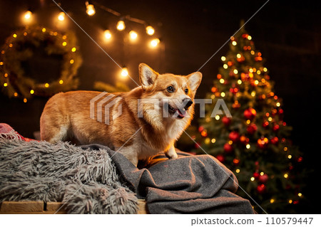 Adorable welsh corgi dog sitting on soft carpet and looking up near decorated Christmas tree 110579447