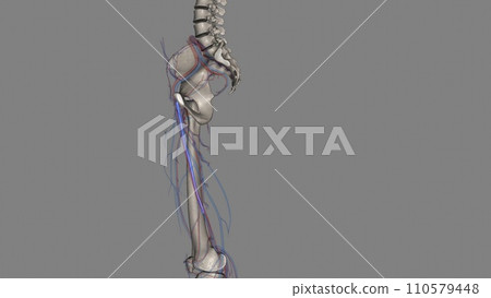 The femoral vein is a large vessel inside each thigh The femoral vein is a large vessel inside each thigh 110579448