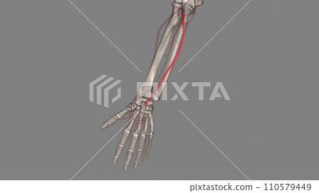 The ulnar artery is one of the two main arteries in your forearms The ulnar artery is one of the two main arteries in your forearms 110579449