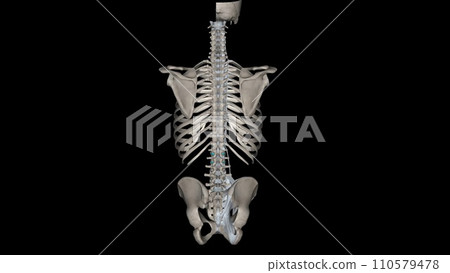 Trunk, Ligaments and bones Trunk, Ligaments and bones 110579478