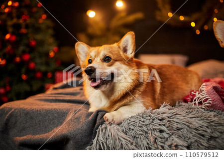 Adorable welsh corgi dog sitting on soft carpet and looking up near decorated Christmas tree 110579512