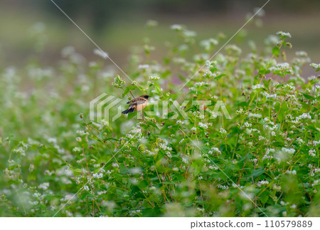 秋天的花園和大雄 秋天的花園和大雄 110579889