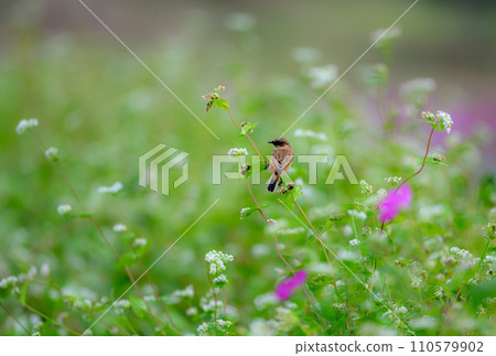 Autumn flower garden and Nobitaki Autumn flower garden and Nobitaki 110579902