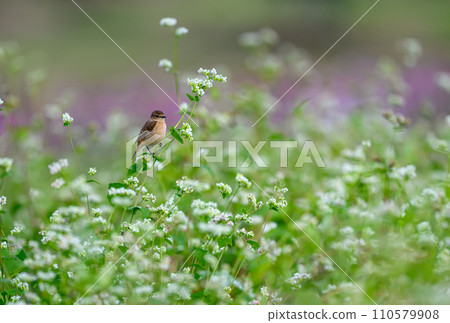 秋天的花園和大雄 110579908