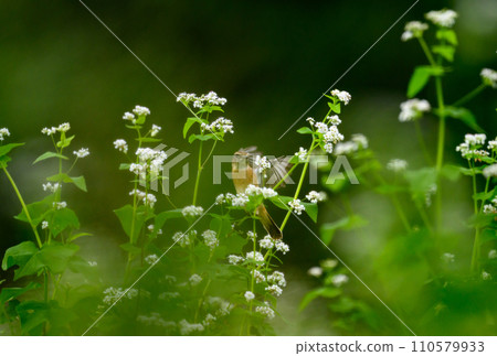 Autumn flower garden and Nobitaki Autumn flower garden and Nobitaki 110579933