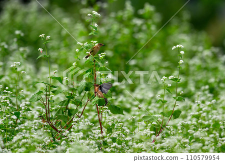 Autumn flower garden and Nobitaki Autumn flower garden and Nobitaki 110579954