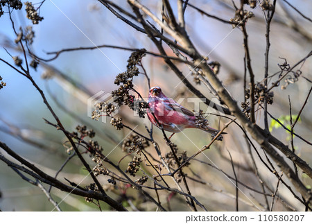 Messenger of the North Omashiko 110580207