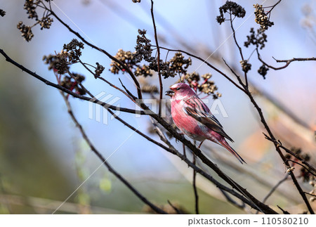 Messenger of the North Omashiko 110580210