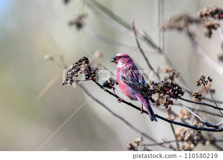 Messenger of the North Omashiko 110580219