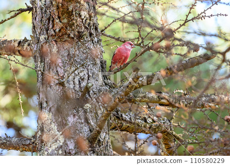 Messenger of the North Omashiko 110580229