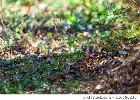 Messenger of the North Omashiko 110580236