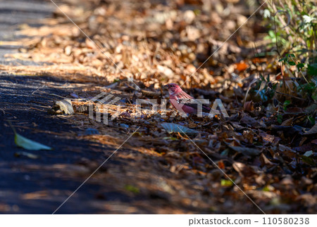 Messenger of the North Omashiko 110580238