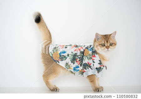 travel with gold british cat in summer cloth and live in pet friendly hotel travel with gold british cat in summer cloth and live in pet friendly hotel 110580832