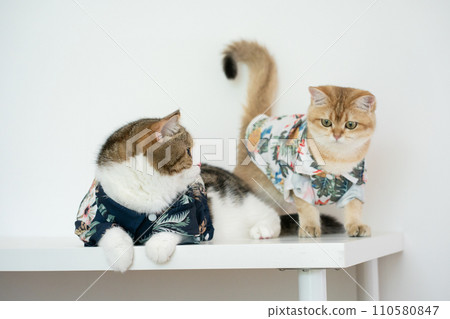 travel with tabby scottish and gold british cat in summer cloth and live in pet friendly hotel travel with tabby scottish and gold british cat in summer cloth and live in pet friendly hotel 110580847